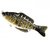 Black Crappie Black Crappie